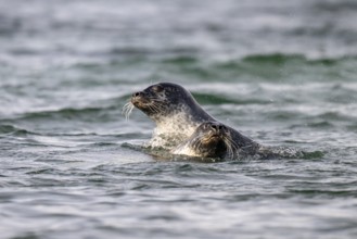 Two playing harbour seals (Phoca vitulina), Westfjords, West Iceland, Iceland