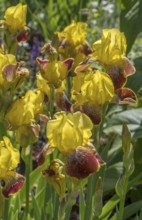 German iris (Iris ×germanica), North Rhine-Westphalia, Germany