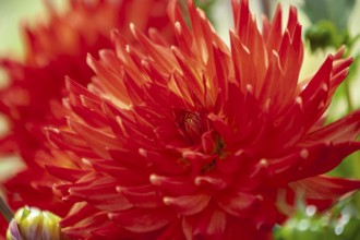 Close-up of a red dahlia flower with bright, pointed petals, Münsterland, North Rhine-Westphalia,