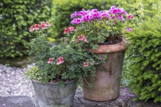 Scented geraniums on a wall, North Rhine-Westphalia, Germany