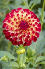 Red-yellow dahlia flower with symmetrical pattern in greenery, Münsterland, North Rhine-Westphalia,