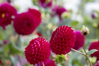 Intense red dahlia flowers in the garden against a blurred background, Münsterland, North