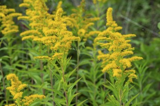 Solidago canadensis (Solidago canadensis), Province of Overijssel, Netherlands