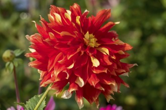 Bright red-yellow dahlia flower upright in the sunlight, Münsterland, North Rhine-Westphalia,