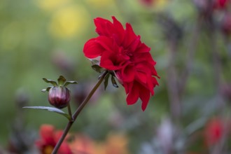 Red dahlia flower with bud in a garden against a blurred background, Münsterland, North