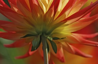 A dahlia flower in bright shades of red and yellow photographed from below, North Rhine-Westphalia,