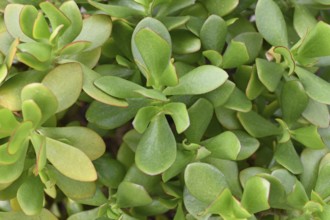 Close up of green thick leaves of 'Crassula Ovata' Jade plant