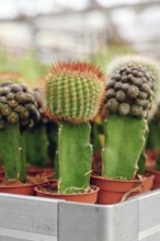 Close up of grafted cacti. Two different species of cacti combined together to form a single plant