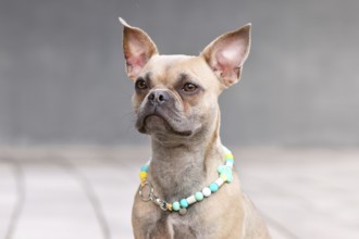 French Bulldog dog with long healthy nose wearing a EM ceramics necklace