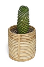 Mammillaria cactus plant in boho style basket flower pot on white background