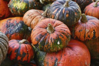 Pile of Zucca Lakota pumpkins at autumn farmers market for seasonal harvest