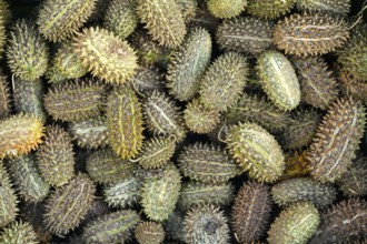 Top view of wild Cucumis africanus fruits with natural texture and exotic botanical appeal