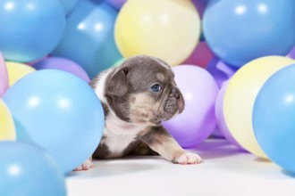 3 weeks old blue tan French Bulldog dog puppy between colorful balloons