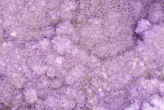 Close up of violet Amethyst Cactus Quarz stone
