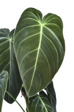 Leaf of tropical 'Philodendron Melanochrysum' houseplant with large leaves on white background