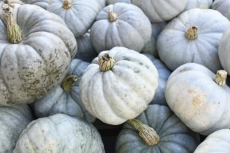 Muted blue Jarrahdale pumpkins in a pile