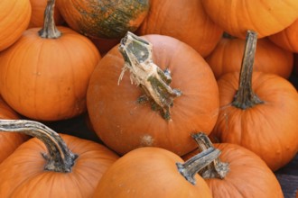 Close up of bright orange pumpkins for Halloween carving at autumn market