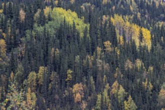 Autumn landscape, Alaska, USA