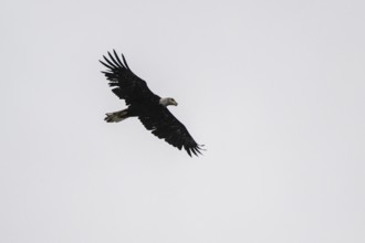Bald eagle (Haliaeetus leucocephalus), flying, Alaska, USA