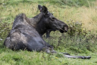 Moose (Alces alces) at the Alaska Wildlife Conservation Centre, Portage Valley, Alaska, USA