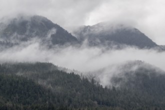 Fog on a forested mountainside, Juneau, Alaska, USA