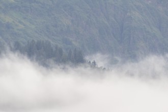 Fog on a forested mountainside, Juneau, Alaska, USA