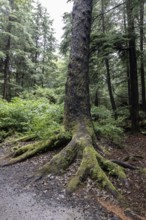 Trunk of a hemlock tree (Tsuga canadensis) in the Pacific Rainforest, Ketchikan, Alaska, USA