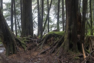 Trunks of giant arborvitae (Thuja plicata) in the Pacific Rainforest, Ketchikan, Alaska, USA