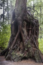 Trunk of a Sitka spruce (Picea sitchensis) in the Pacific Rainforest, Ketchikan, Alaska, USA