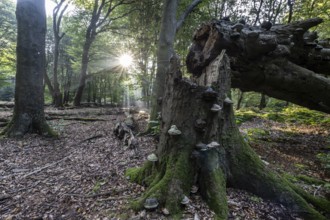 Broken old copper beech (Fagus sylvatica) with tinder fungus (Fomes fomentarius), Emsland, Lower