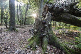 Broken old copper beech (Fagus sylvatica) with tinder fungus (Fomes fomentarius), Emsland, Lower