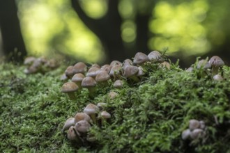 Young Sulphur tufts (Hypholoma fasciculare), Emsland, Lower Saxony, Germany