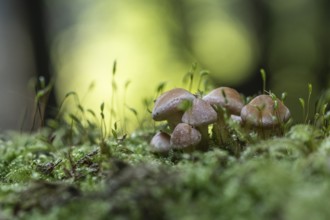 Young Sulphur tufts (Hypholoma fasciculare), Emsland, Lower Saxony, Germany