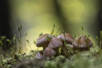 Young Sulphur tufts (Hypholoma fasciculare), Emsland, Lower Saxony, Germany