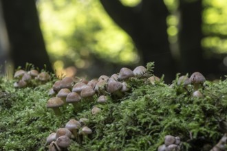 Young Sulphur tufts (Hypholoma fasciculare), Emsland, Lower Saxony, Germany