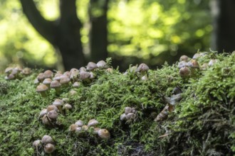 Young Sulphur tufts (Hypholoma fasciculare), Emsland, Lower Saxony, Germany