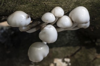 Ringed beech slime moulds (Oudemansiella mucida), Emsland, Lower Saxony, Germany