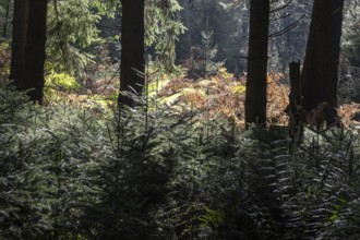 Light in the forest, Emsland, Lower Saxony, Germany