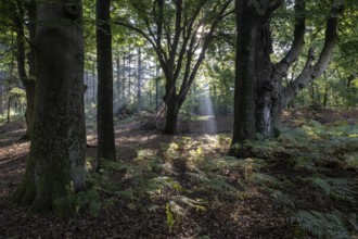 Light in the forest, Emsland, Lower Saxony, Germany