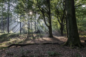 Light in the forest, Emsland, Lower Saxony, Germany