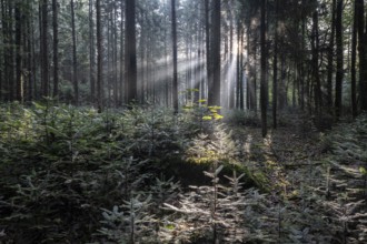 Light in the forest, Emsland, Lower Saxony, Germany