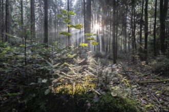 Light in the forest, Emsland, Lower Saxony, Germany