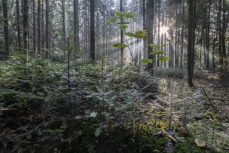 Light in the forest, Emsland, Lower Saxony, Germany
