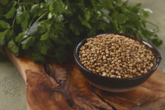 A bunch of fresh cilantro, coriander seeds and bowls, close-up, top view, no people, food and