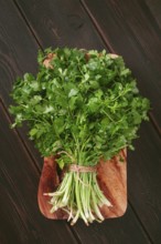 A bunch of fresh cilantro sits on a wooden cutting board. The vibrant green leaves and stems are