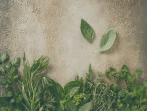 Various fresh herbs are neatly placed along a textured wall. Bright greenery including cilantro,