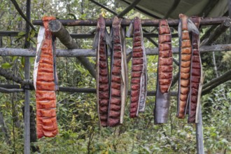 Salmon fillets, hung up to dry, Fairbanks, Alaska, USA