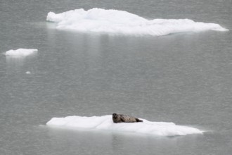 Largha seal (Phoca largha) on an ice floe, Glacier Bay, Alaska, USA