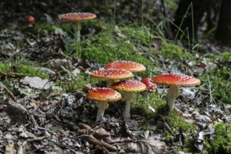 Fly agaric (Amanita muscaria), Emsland, Lower Saxony, Germany