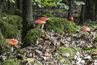 Fly agaric (Amanita muscaria), Emsland, Lower Saxony, Germany
